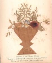 Photo depicts dried, pressed flowers.